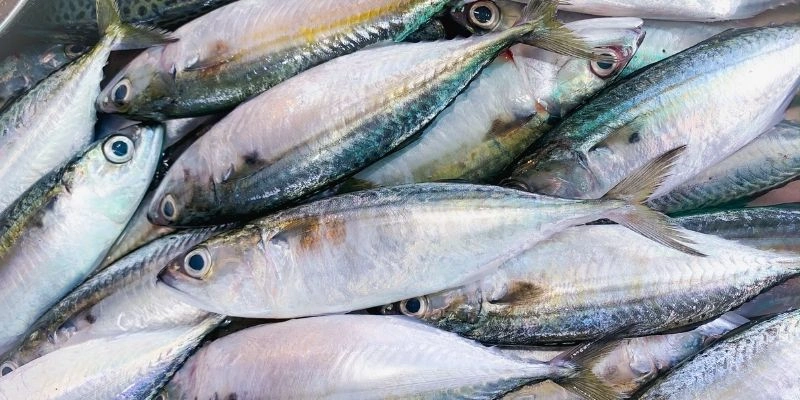 Mơ thấy câu được nhiều cá - Điềm gì?