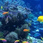 Mơ thấy cá nhỏ li ti - Góc nhìn tâm linh và khoa học