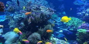 Mơ thấy cá nhỏ li ti - Góc nhìn tâm linh và khoa học