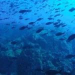 Mơ Thấy Cá Báo Hiệu Điều Gì