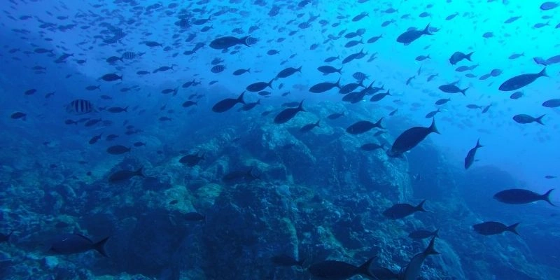 Mơ Thấy Cá Báo Hiệu Điều Gì