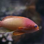 Mơ Thấy Cá Bị Thương
