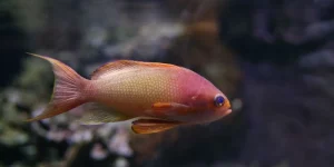 Mơ Thấy Cá Bị Thương