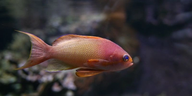 Mơ Thấy Cá Bị Thương