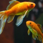 Mơ Thấy Cá Bơi Trong Nước