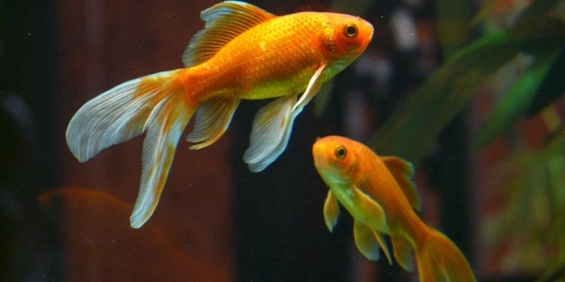 Mơ Thấy Cá Bơi Trong Nước