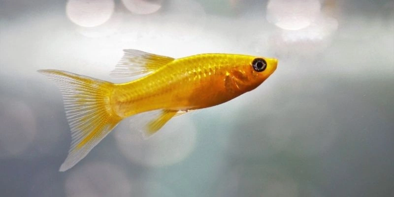 Mơ Thấy Cá Bơi Trong Nước