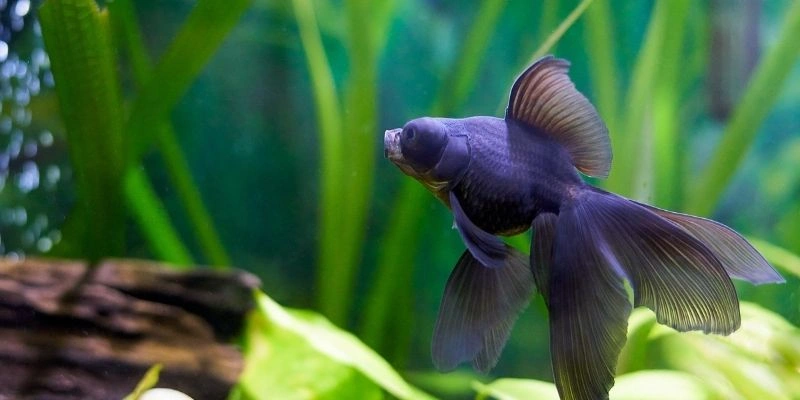 Mơ Thấy Cá Bơi Trong Nước