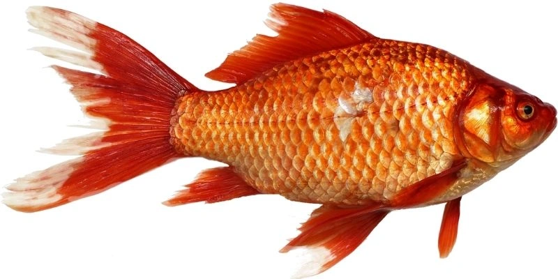 Mơ Thấy Cá Chép