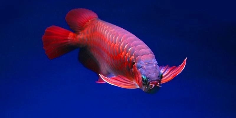 Mơ Thấy Cá Đỏ