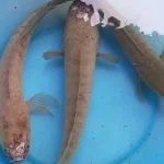 Mơ Thấy Cá Lóc