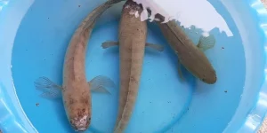 Mơ Thấy Cá Lóc