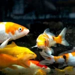 Mơ Thấy Cá Mang Điềm Lành Hay Dữ