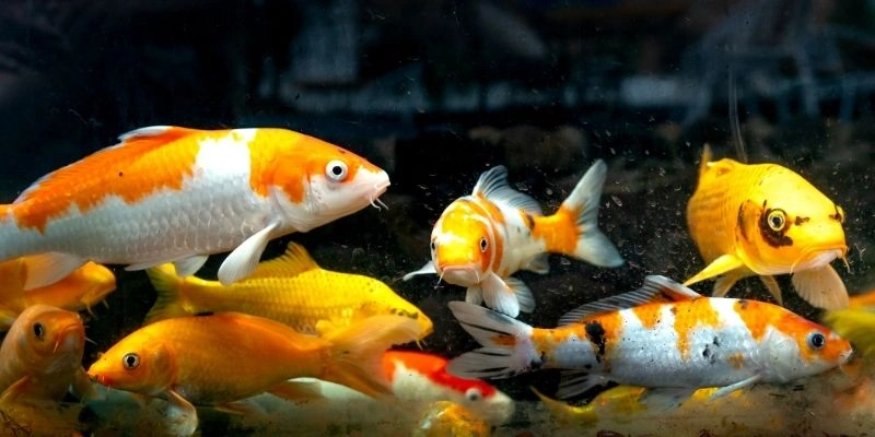 Mơ Thấy Cá Mang Điềm Lành Hay Dữ