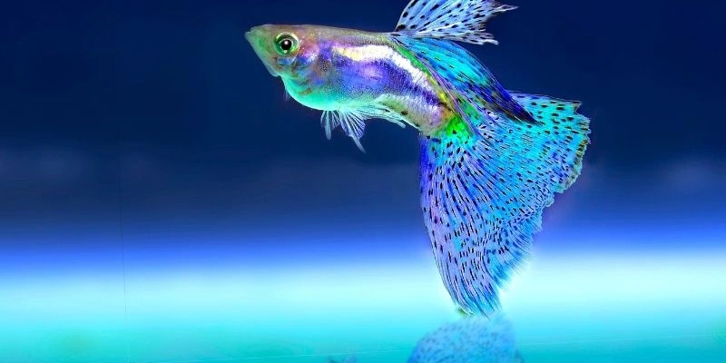 Mơ Thấy Cá Mang Điềm Lành Hay Dữ