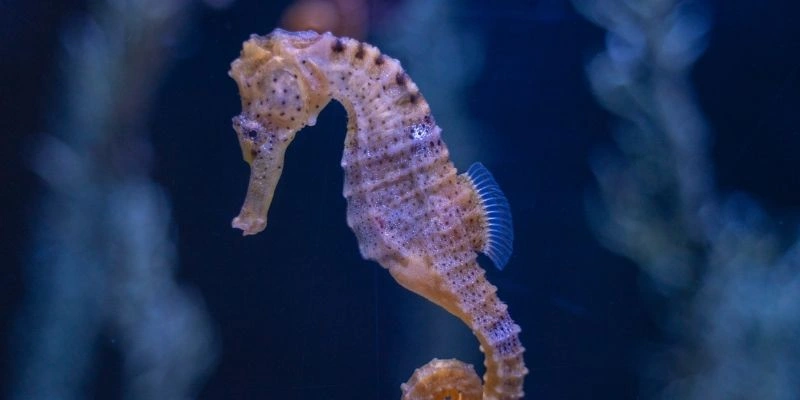 Mơ Thấy Cá Ngựa