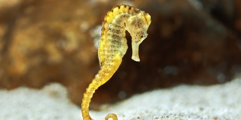 Mơ Thấy Cá Ngựa