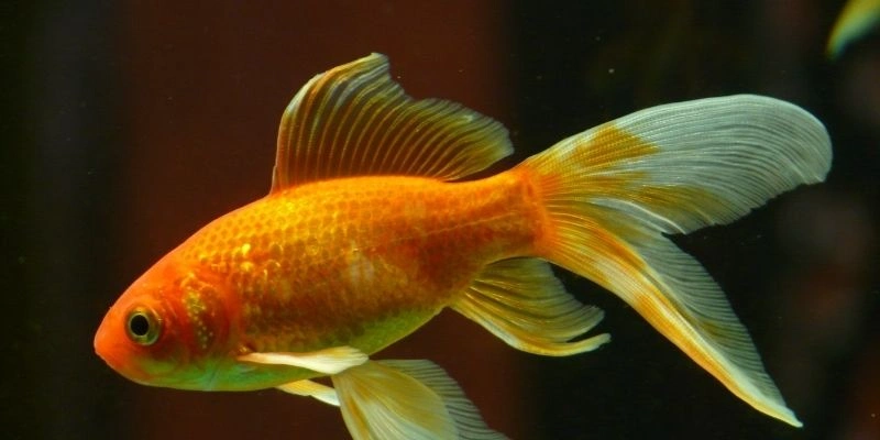Mơ Thấy Cá Nhảy Lên Bờ