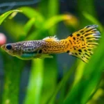 Mơ Thấy Cá Nhiều Màu Sắc