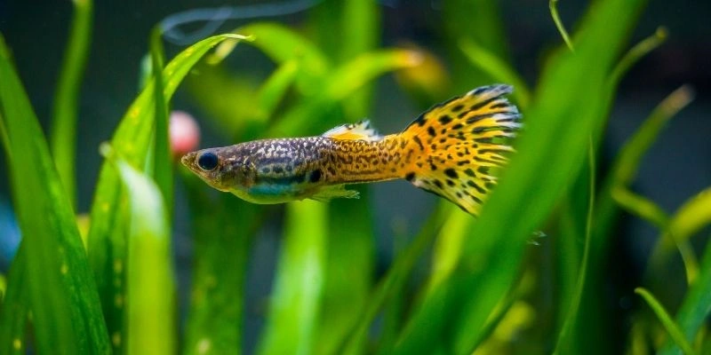Mơ Thấy Cá Nhiều Màu Sắc