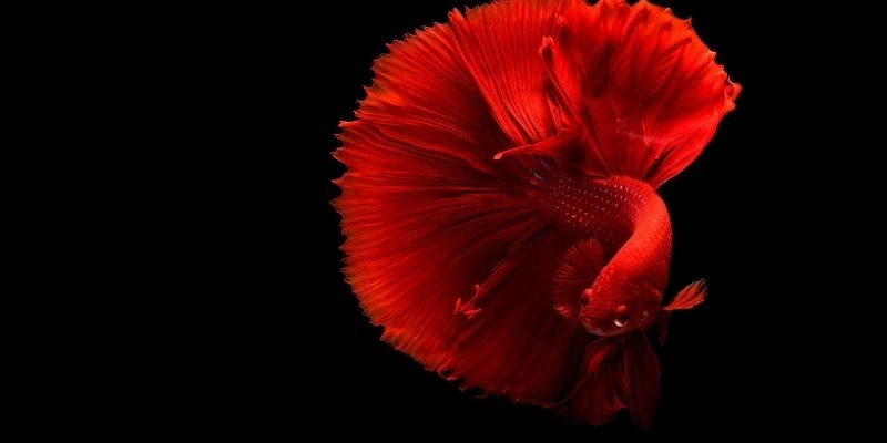 Mơ Thấy Cá Nhiều Màu Sắc