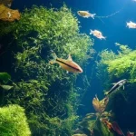 Mơ Thấy Cá Ở Biển