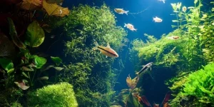 Mơ Thấy Cá Ở Biển