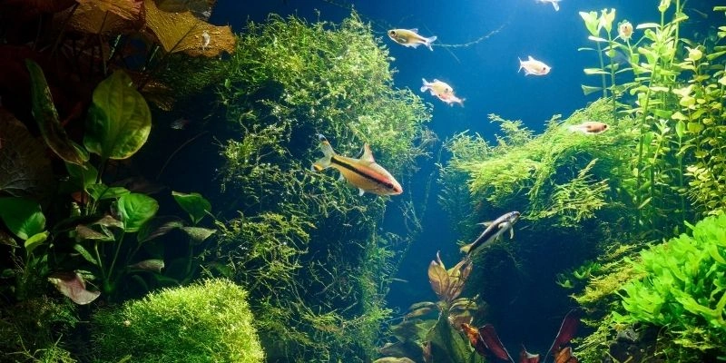 Mơ Thấy Cá Ở Biển