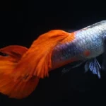 Mơ Thấy Cá Ở Sông