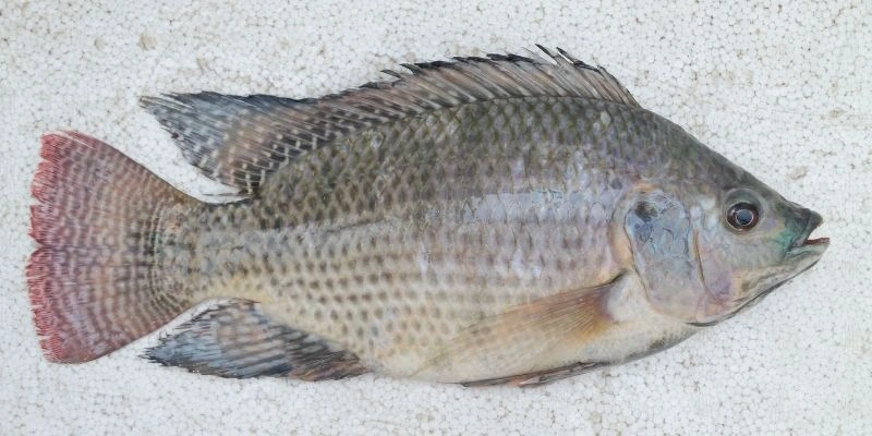 Mơ Thấy Cá Rô Phi