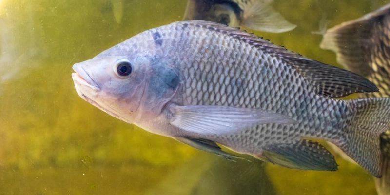 Mơ Thấy Cá Rô Phi