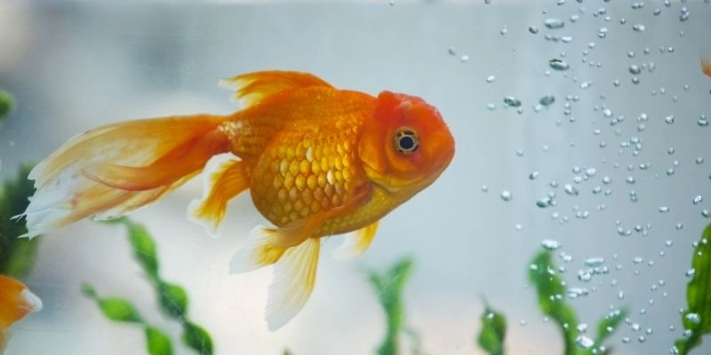 Mơ Thấy Cá Sinh Sản