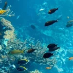 Mơ Thấy Cá Nhỏ Li Ti