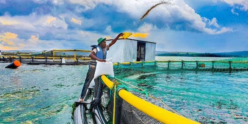 Mơ Thấy Cá Trên Cạn