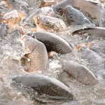 Mơ Thấy Cá Trong Bể Cá