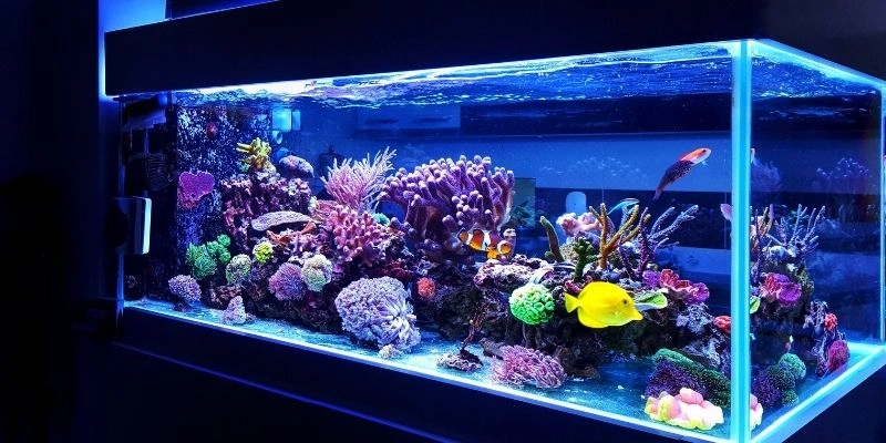 Mơ Thấy Cá Trong Bể Cá