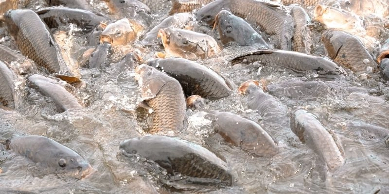 Mơ Thấy Cá Trong Bể Cá