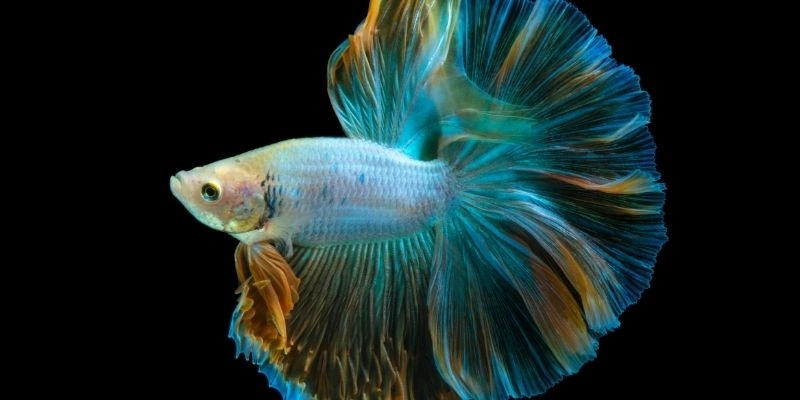 Mơ Thấy Cá Trong Ruộng Lúa