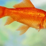 mơ thấy cá vàng