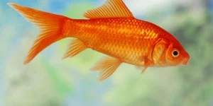 mơ thấy cá vàng