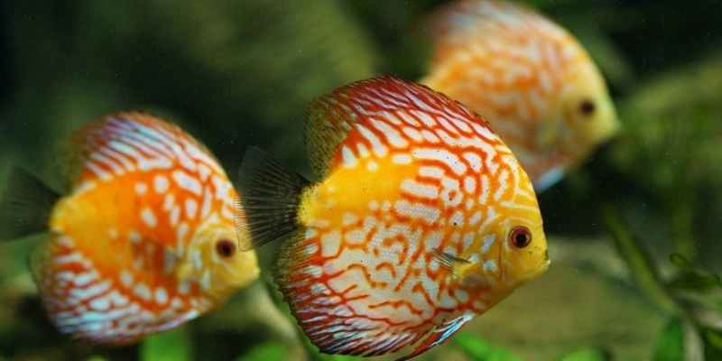 Mơ Thấy Mua Cá Ngoài Chợ