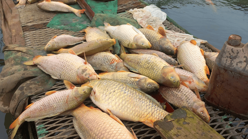 Những trường hợp đặc biệt khi mơ thấy cá chép chết và cách hóa giải