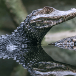 Các trường hợp thường gặp khi mơ thấy cá sấu màu đen và ý nghĩa chi tiết