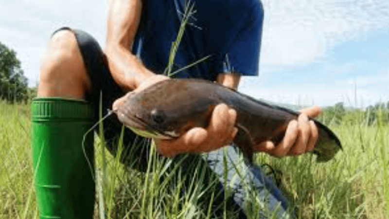 Giải mã mơ thấy bắt được cá lóc theo từng đối tượng, bối cảnh