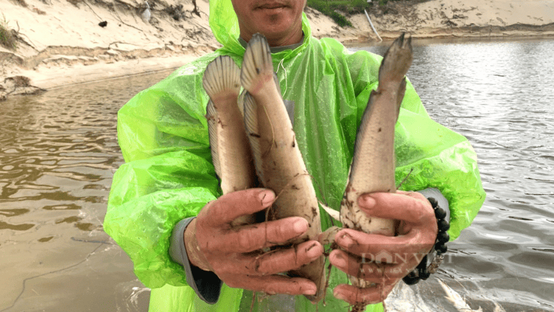 Lý giải khoa học và tâm lý về giấc mơ thấy cá lóc chết