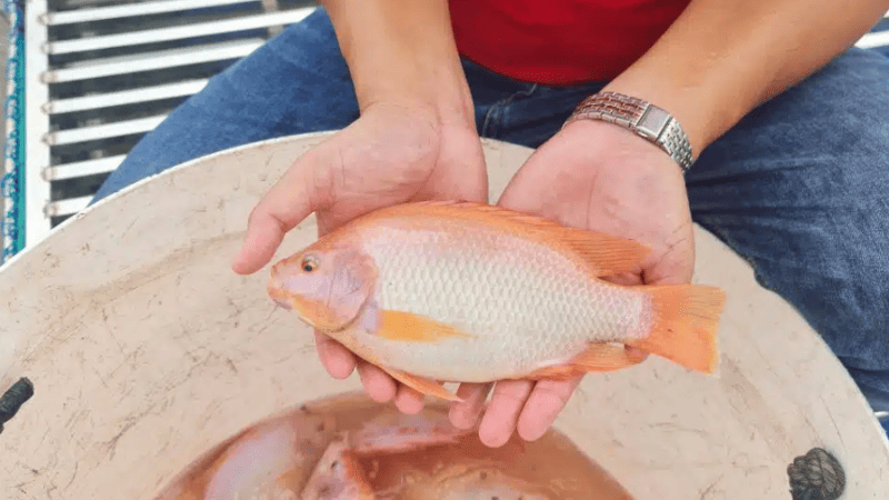 Lý giải những con số liên quan đến mơ thấy cá rô phi vàng