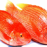 Mơ thấy cá rô phi màu đỏ: Giải mã chi tiết và ý nghĩa tâm linh