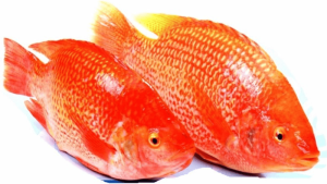 Mơ thấy cá rô phi màu đỏ: Giải mã chi tiết và ý nghĩa tâm linh