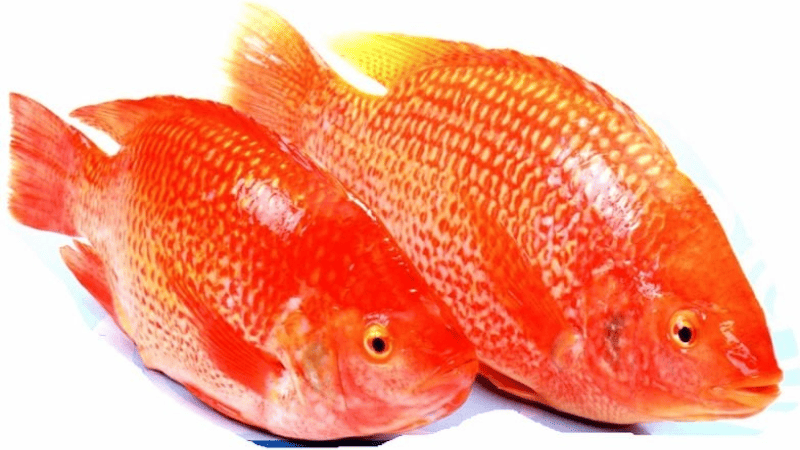 Mơ thấy cá rô phi màu đỏ: Giải mã chi tiết và ý nghĩa tâm linh