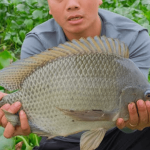 Giấc mơ thấy cá rô phi to và những con số may mắn